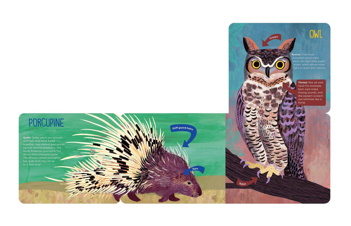 O is For Ossicone - A Surprising Animal Alphabet - Hannah Eliot + Sarah Papworth