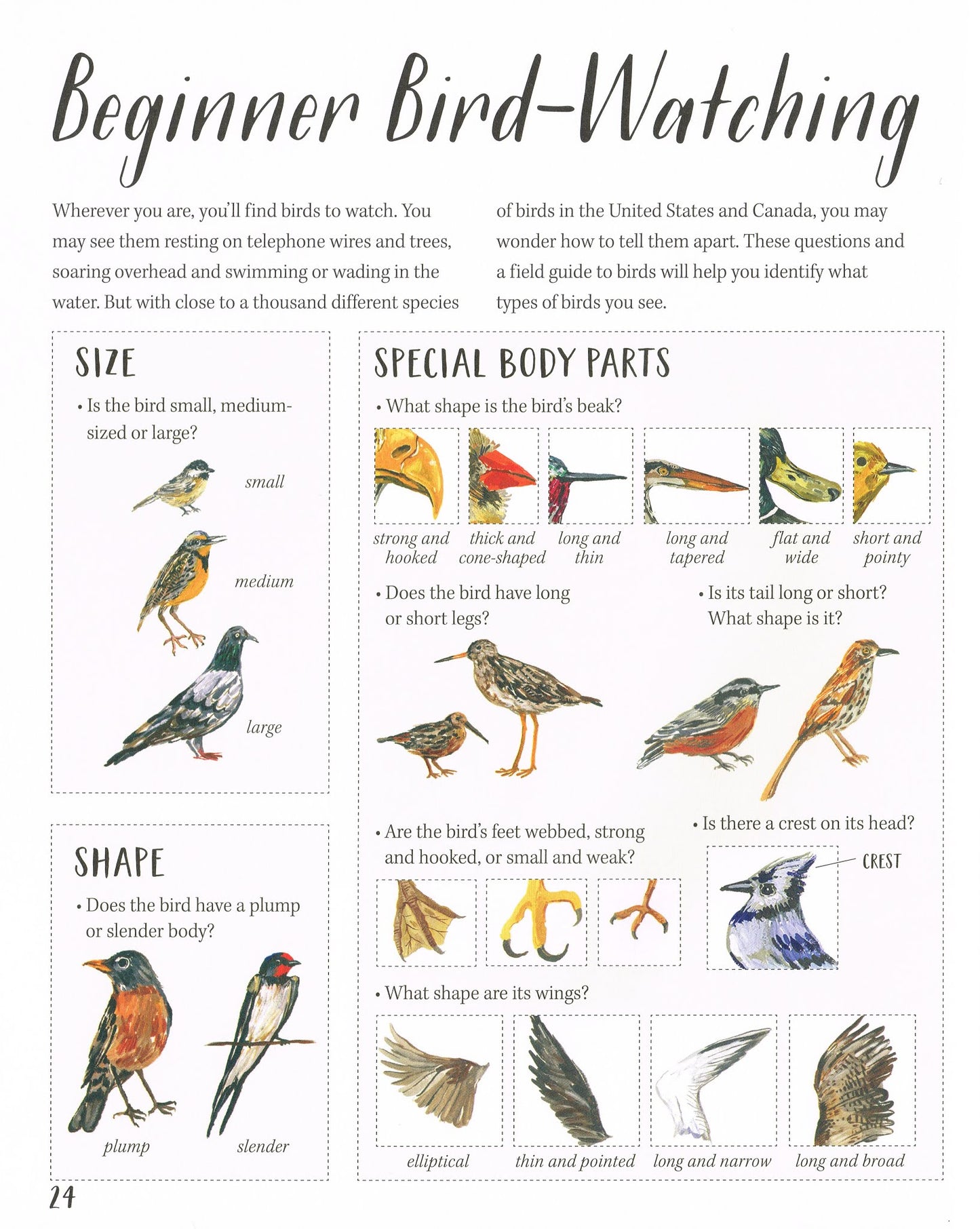Nature All Around - Birds - Pamela Hickman