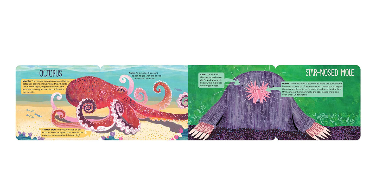 O is For Ossicone - A Surprising Animal Alphabet - Hannah Eliot + Sarah Papworth