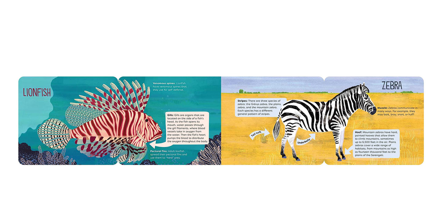 O is For Ossicone - A Surprising Animal Alphabet - Hannah Eliot + Sarah Papworth