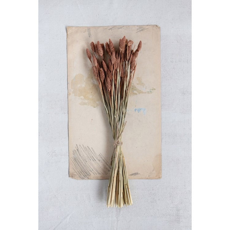Dried Natural Canary Grass Bunch - Sienna