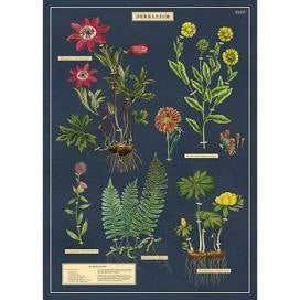 Cavallini - Vintage Poster - Herbarium