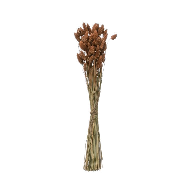 Dried Natural Canary Grass Bunch - Sienna