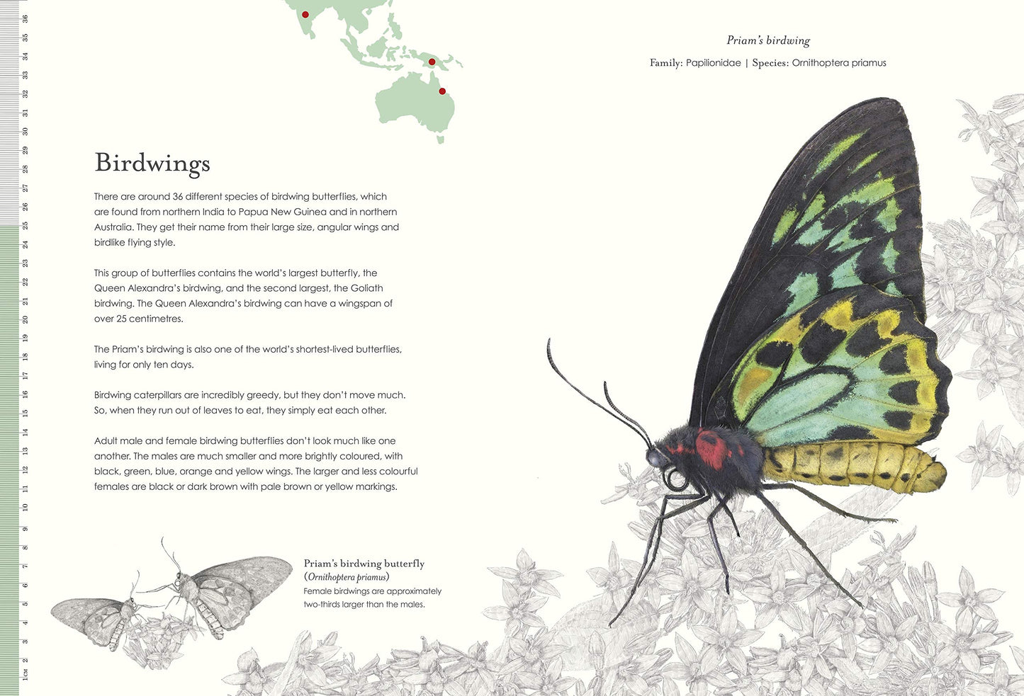 Sensational Butterflies - Ben Rothery