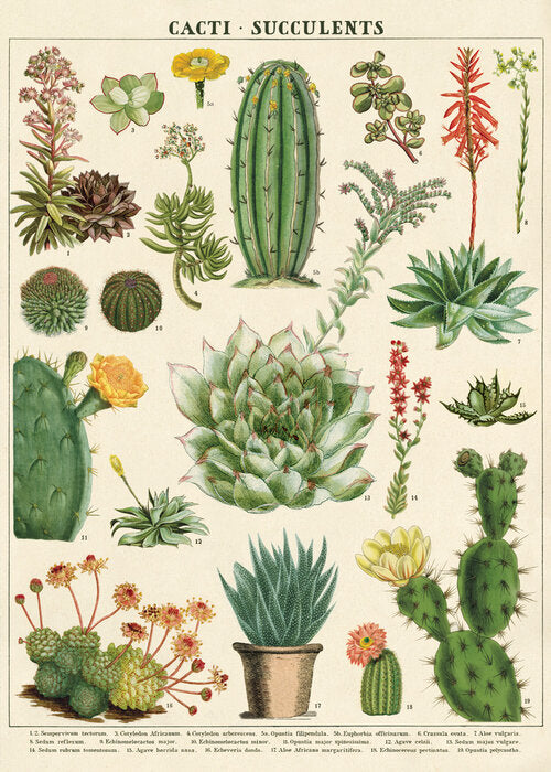 Cavallini - Vintage Poster - Cactus and Succulents